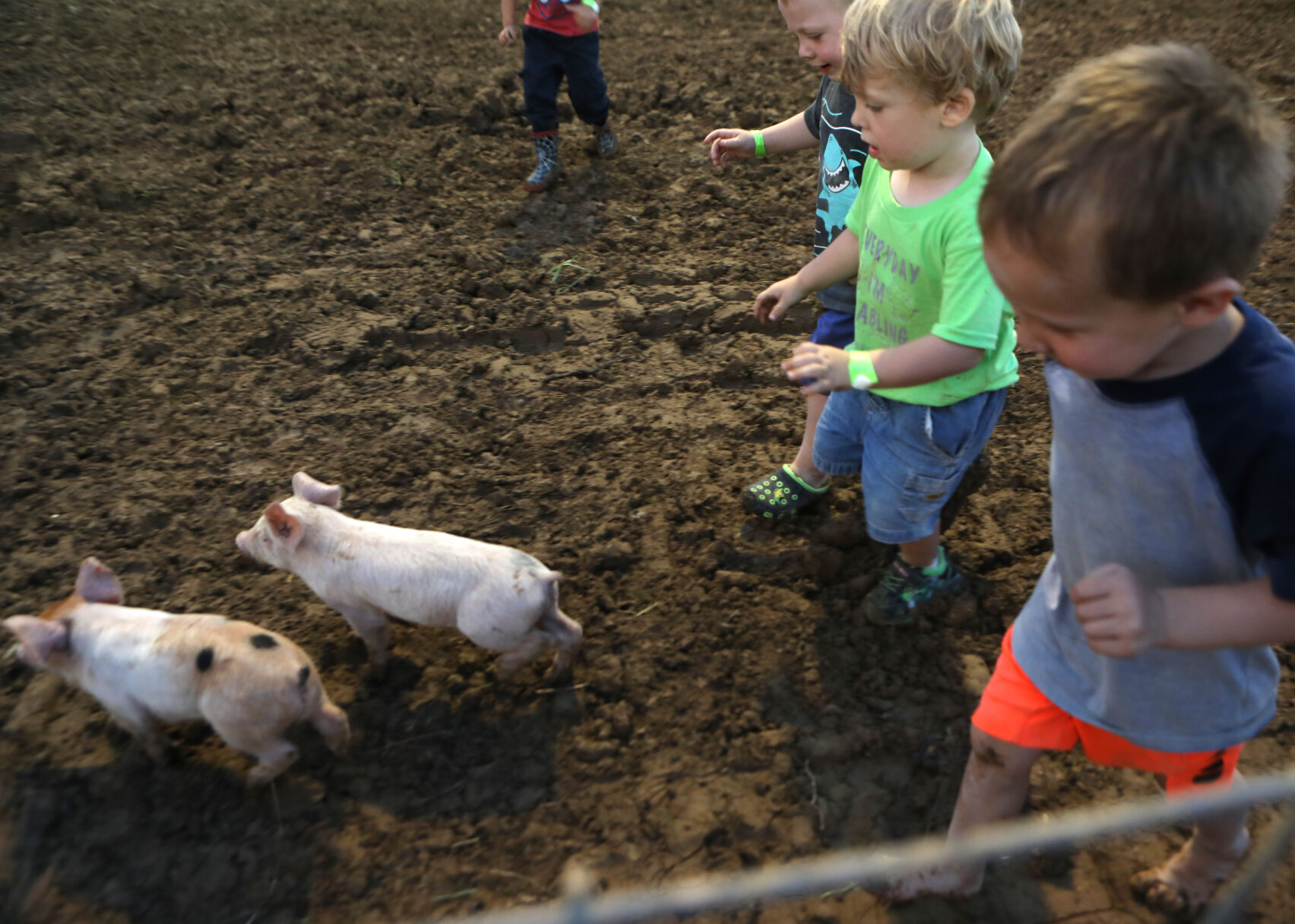 Children attempt to catch piglets